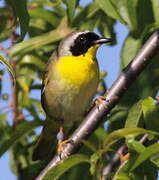 Common Yellowthroat