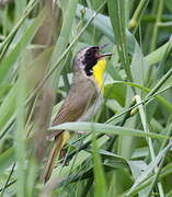 Common Yellowthroat