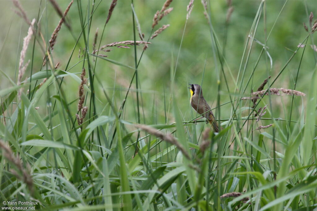 Common Yellowthroat male adult breeding, song