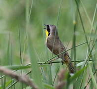 Common Yellowthroat