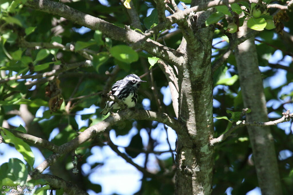 Paruline noir et blanc mâle