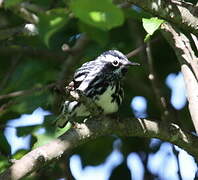 Black-and-white Warbler