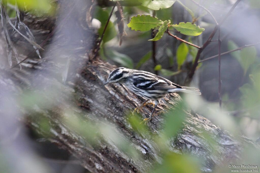 Black-and-white Warbler