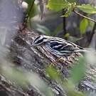 Paruline noir et blanc