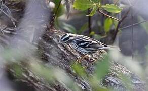 Paruline noir et blanc