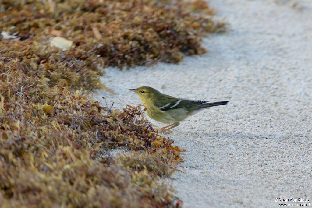 Paruline rayée