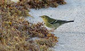 Blackpoll Warbler