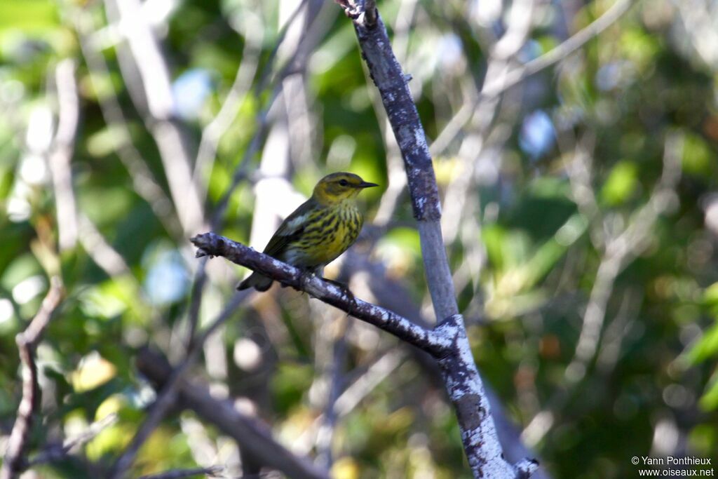 Cape May Warbler