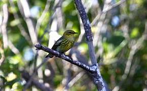 Cape May Warbler