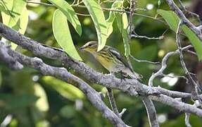 Cape May Warbler