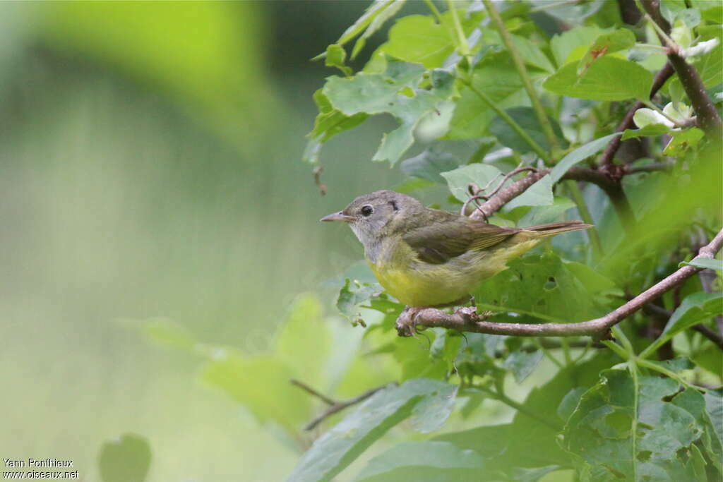 Paruline triste femelle adulte, identification