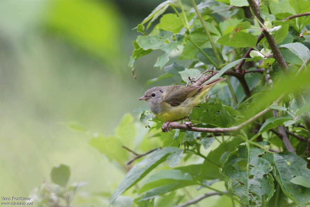 Paruline triste femelle adulte, identification