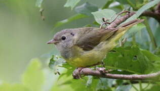 Mourning Warbler