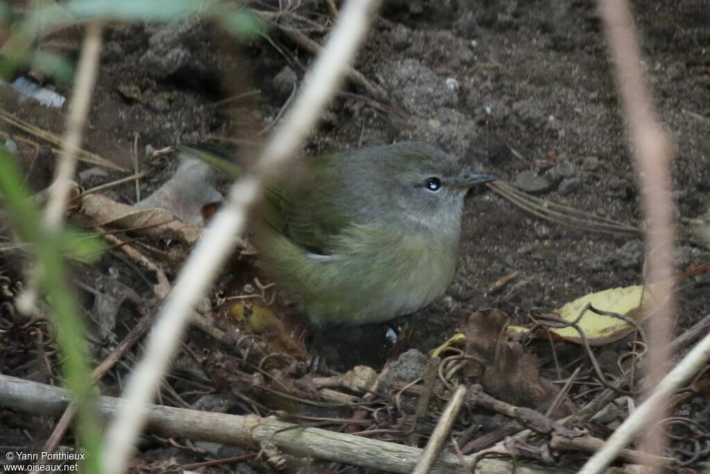 Orange-crowned Warbler