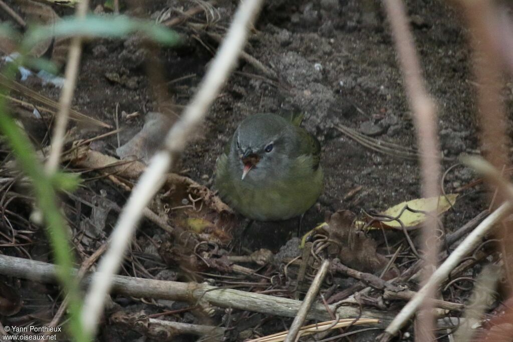 Orange-crowned Warbler