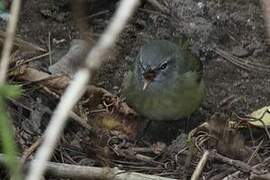 Orange-crowned Warbler