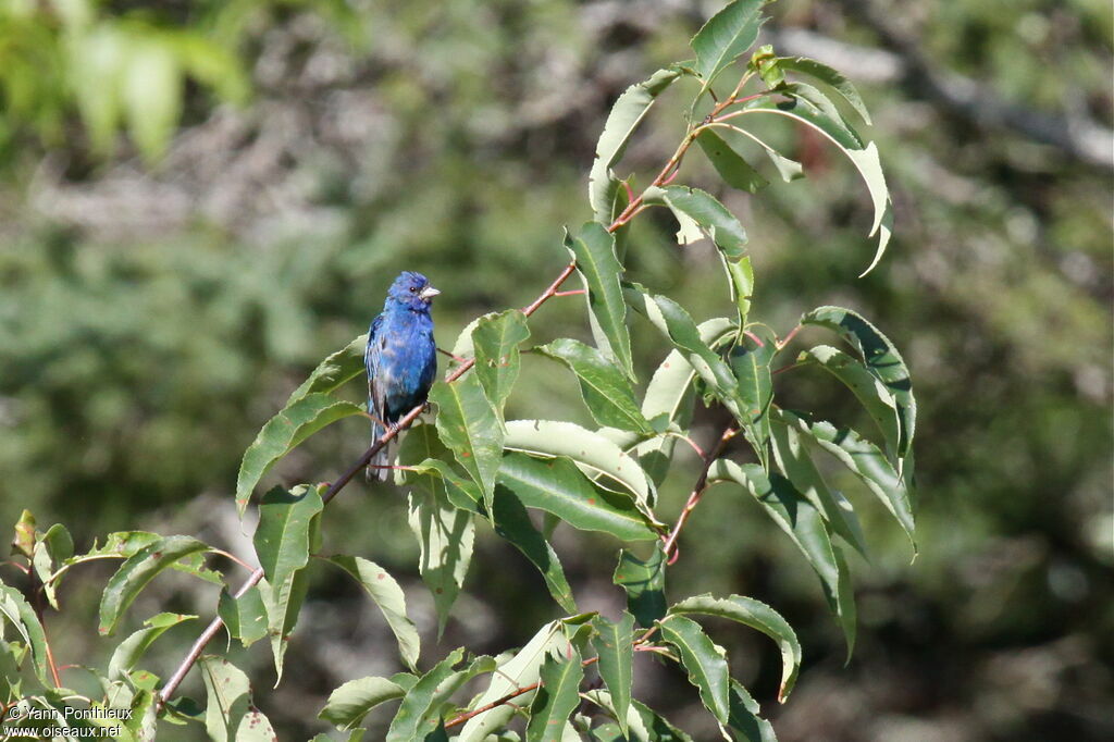 Passerin indigo mâle