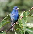 Passerin indigo