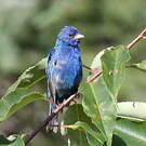 Passerin indigo