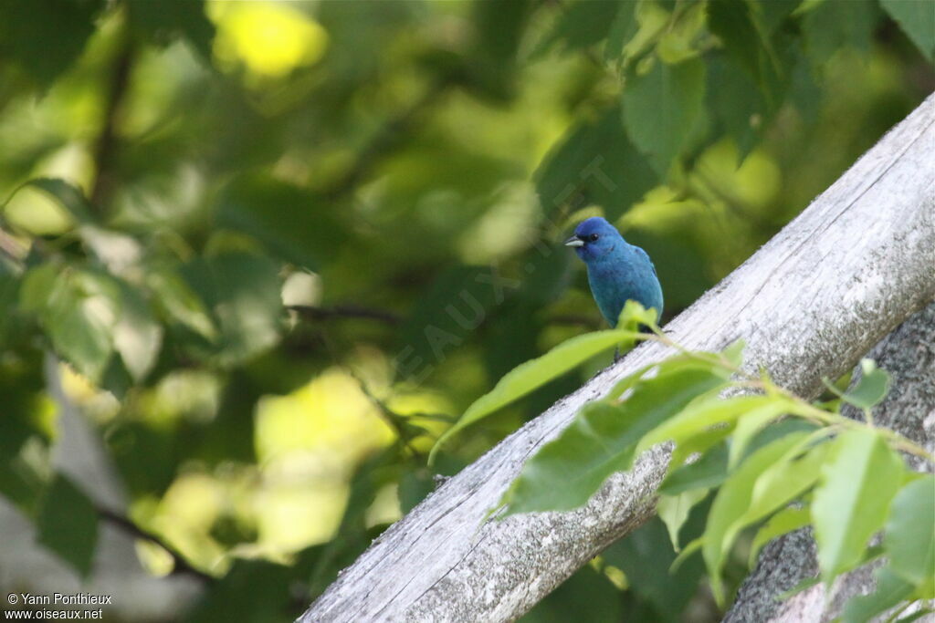 Indigo Buntingadult breeding