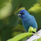 Passerin indigo