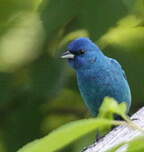 Passerin indigo