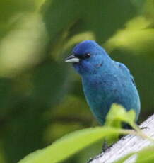 Passerin indigo