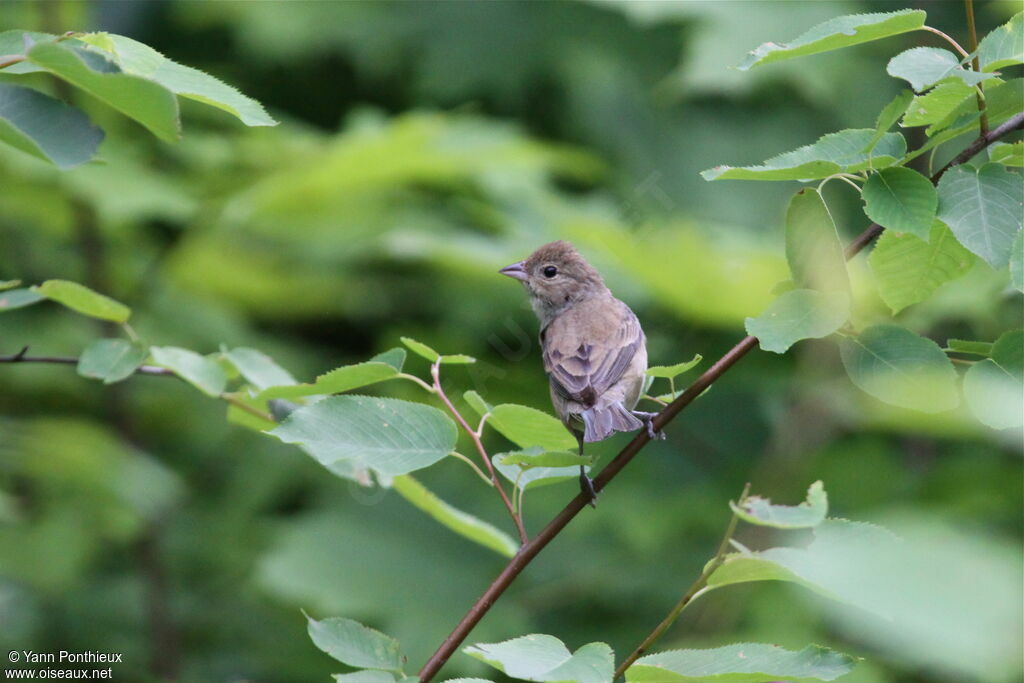 Passerin indigo femelle