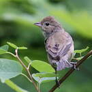 Passerin indigo