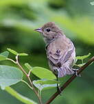 Passerin indigo