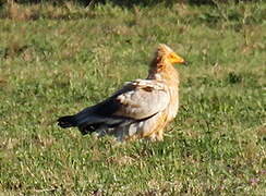 Egyptian Vulture