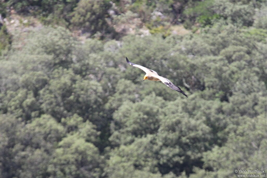 Egyptian Vulture