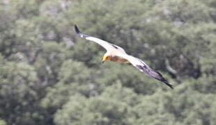 Egyptian Vulture