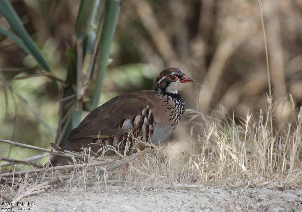 Red-legged Partridge