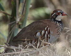 Red-legged Partridge