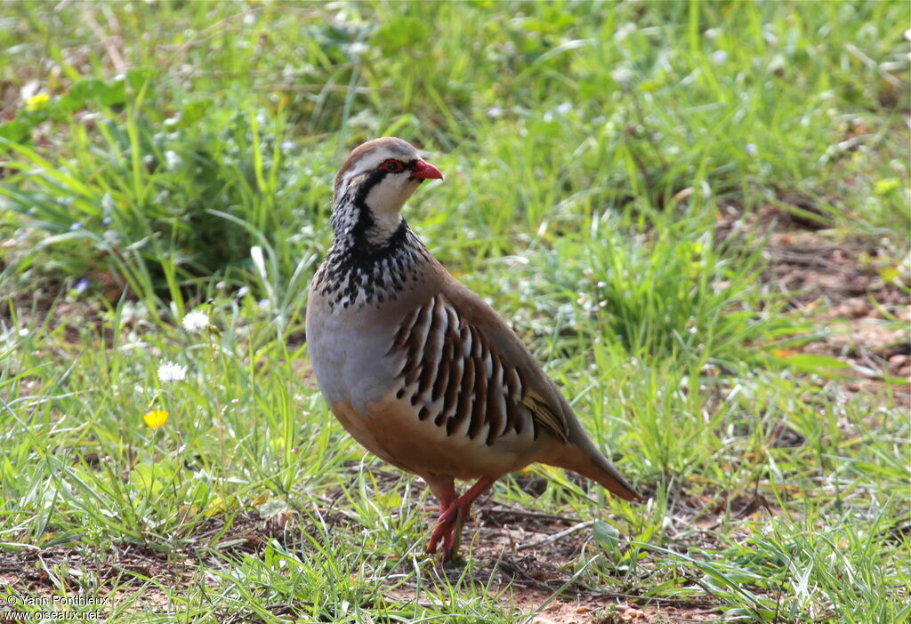 Red-legged Partridgeadult breeding