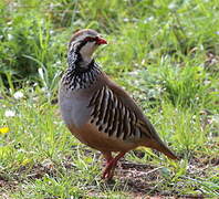 Red-legged Partridge