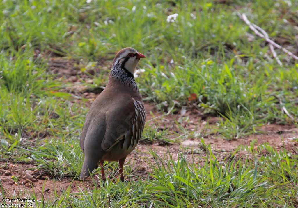 Red-legged Partridgeadult breeding