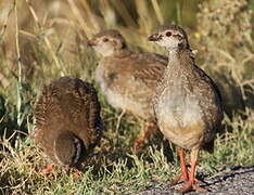 Red-legged Partridge