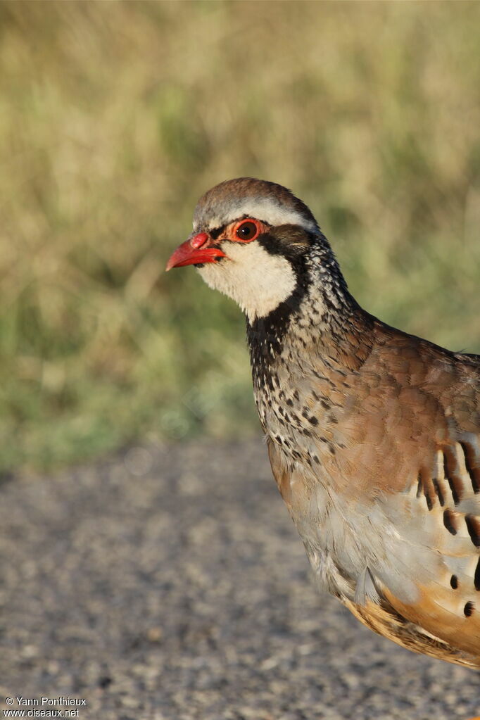 Red-legged Partridgeadult breeding, identification