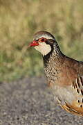 Red-legged Partridge