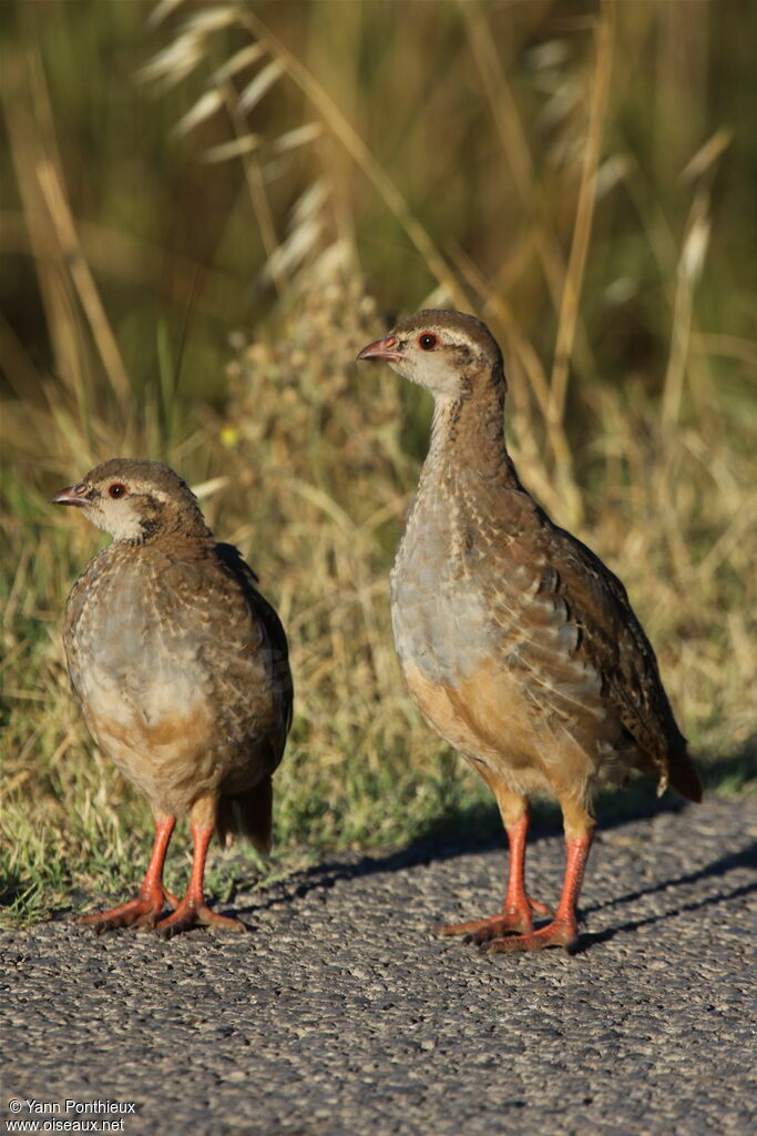 Red-legged Partridgejuvenile, identification