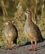 Red-legged Partridge