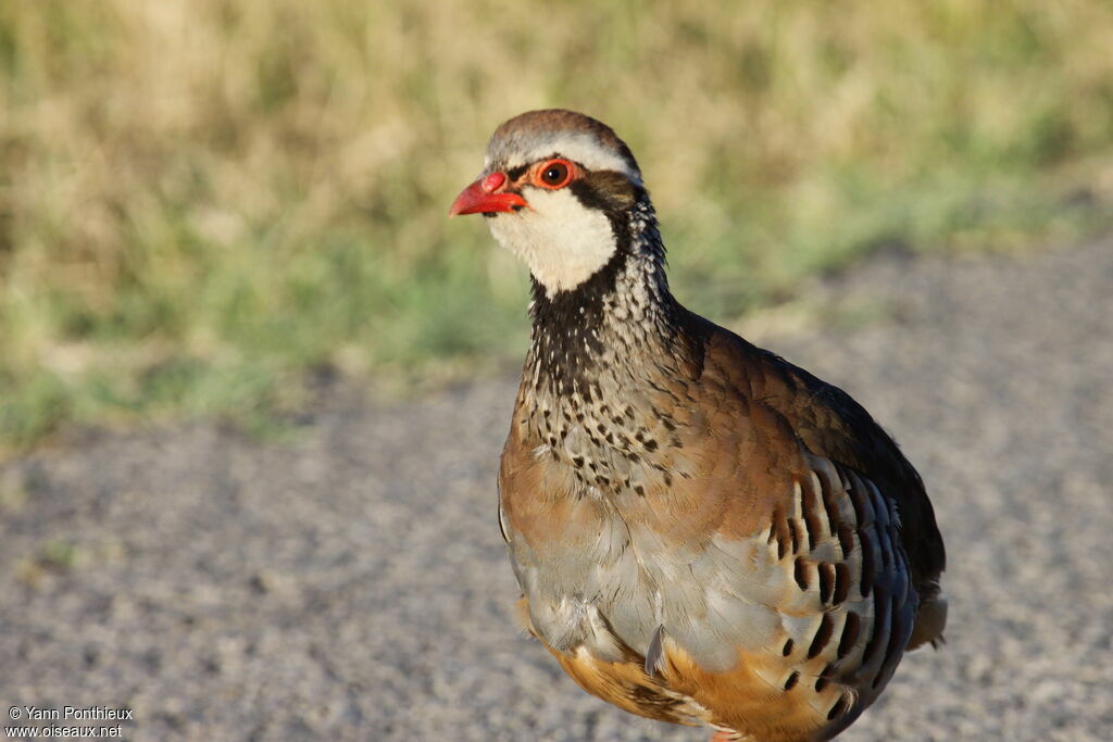 Red-legged Partridgeadult breeding, identification