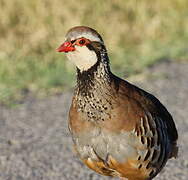 Red-legged Partridge