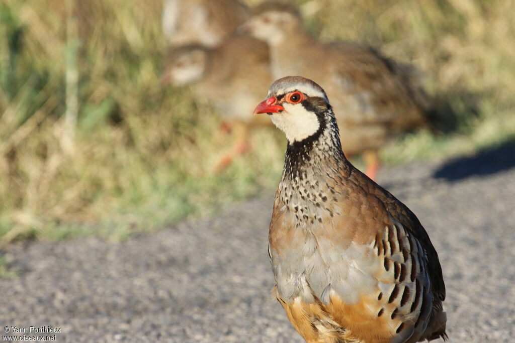 Red-legged Partridge