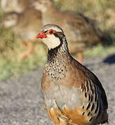 Red-legged Partridge