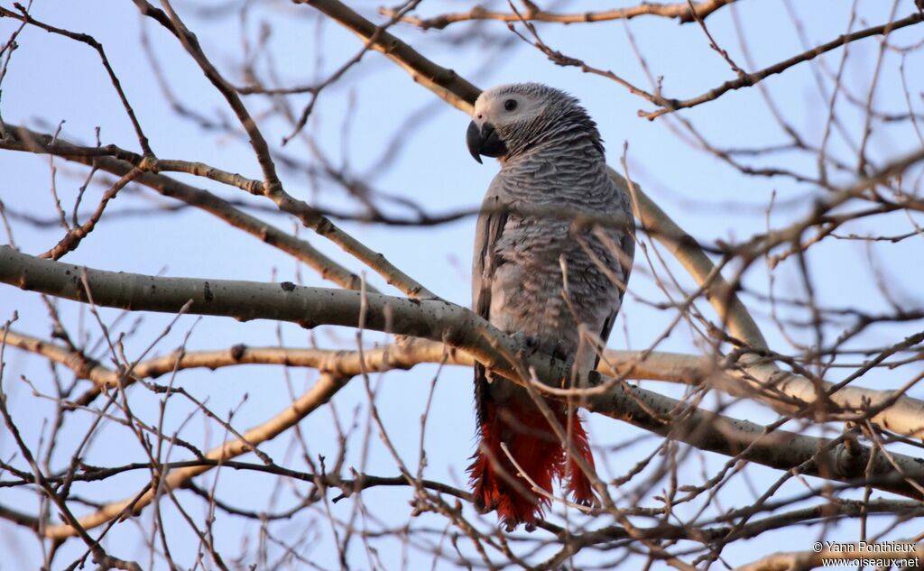 Grey Parrot