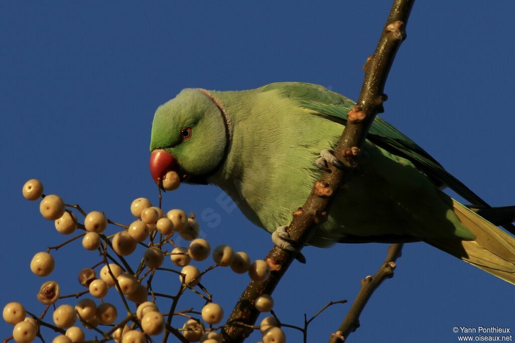 Rose-ringed Parakeet, feeding habits, eats