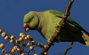 Rose-ringed Parakeet